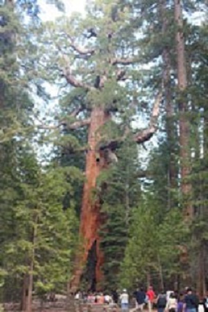 Visitors stand at the base of a sequoia tree