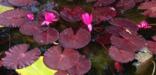 Kenilworth Aquatic Gardens, Tropical Water Lily
