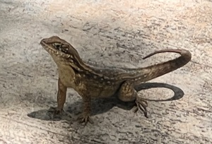 John Pennekamp lizards