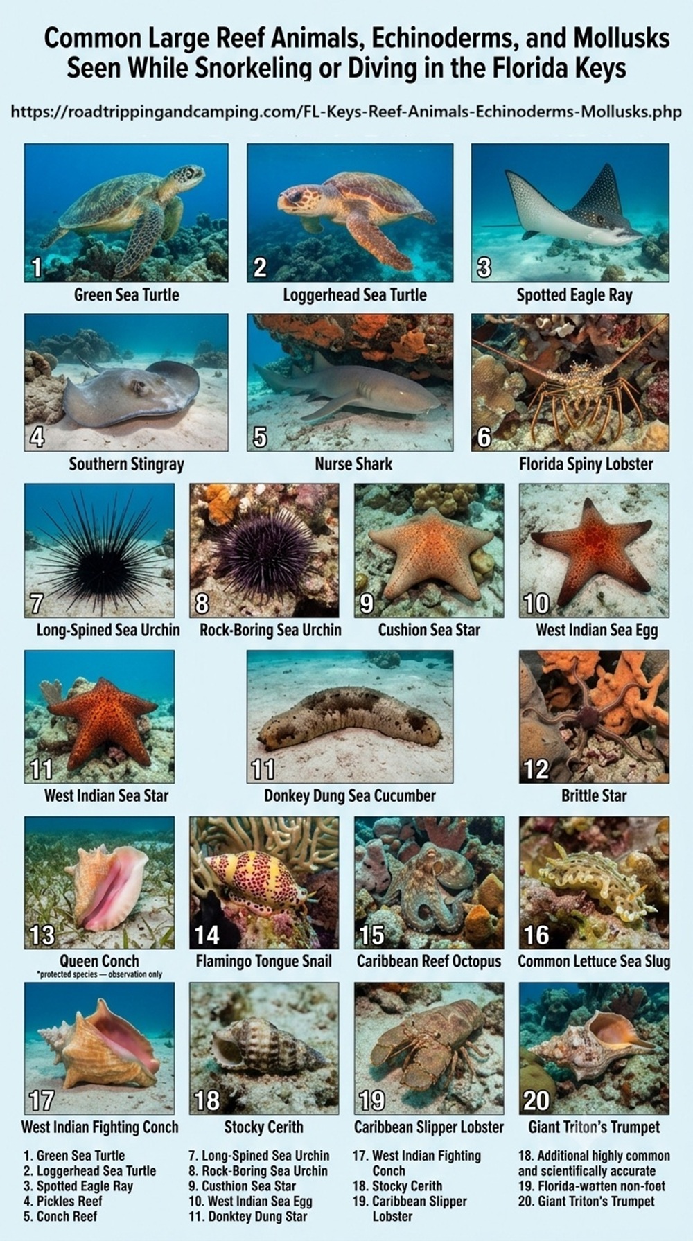 Top 50 most commonly seen fish and other marine life while snorkeling or diving in the Florida Keys