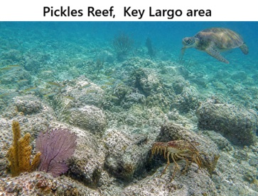 Pickles Reef, 6m sout of Key Largo