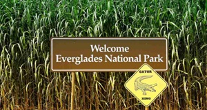 Airboat Rides Fort Lauderdale