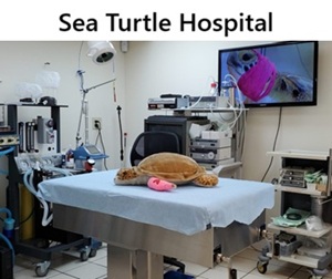 Sea Turtle Hospital