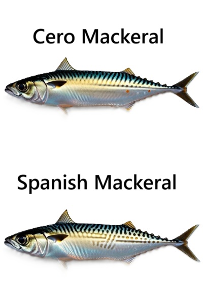 Cero and Spanish Mackeral