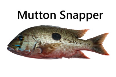 Mutton Snapper
