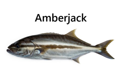Amberjack