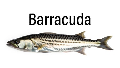 Barracuda