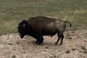 Bison