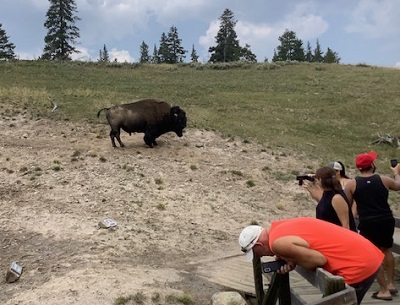 Bison by a trail