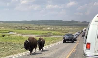 Bison causing a traffic jam