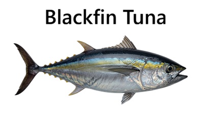 Blackfin Tuna