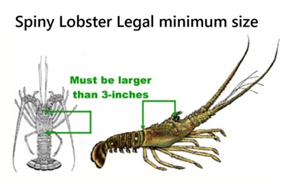 Lobster