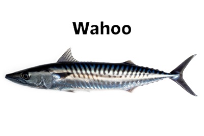 Wahoo